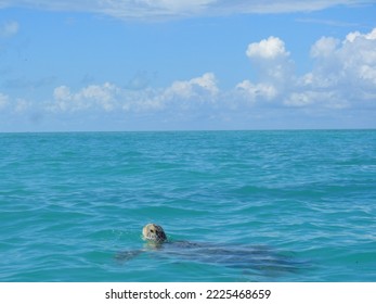 Turtle Ocean Breathing Sky Landscape