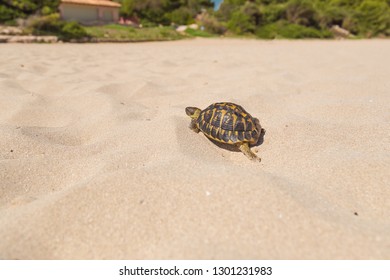 Turtle on the beach