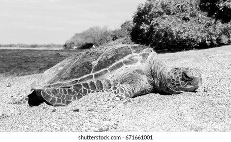 Turtle on beach