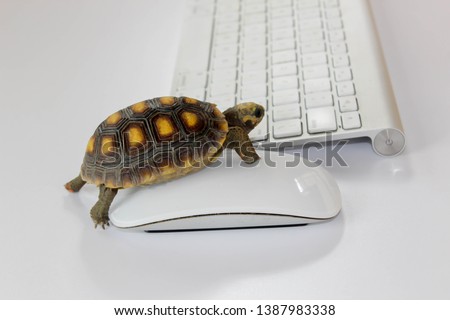turtle on computer with keyboard and wireless mouse, slow internet, slow processor