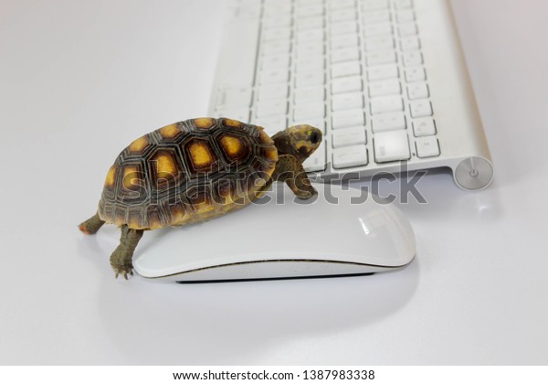 turtle on computer with keyboard and wireless\
mouse, slow internet, slow\
processor