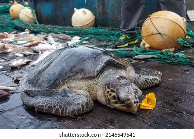 Turtle On Deck Of A Fishing Trawler, Who Had Been Caught As Bycatch