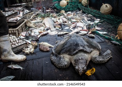 Turtle On Deck Of A Fishing Trawler, Who Had Been Caught As Bycatch