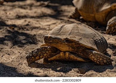 turtle on the ground close up