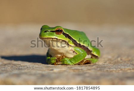 turtle on the ground and in water
