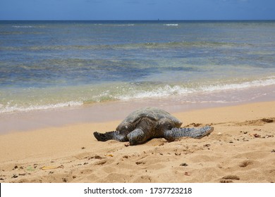 Turtle On The Haleiwa Alii Beach Park