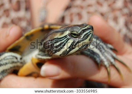The turtle on the hand of women.