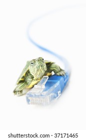 Turtle On LAN Cable For Slow Internet Connection, With Lot Of Copy Space