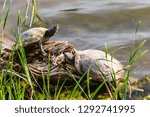 turtle on a log.