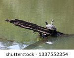 Turtle on a log