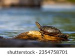 . Turtle on log in water. Turtle basks in the sun on a rock in the middle of the water. Little turtle in nature. Cute little turtle