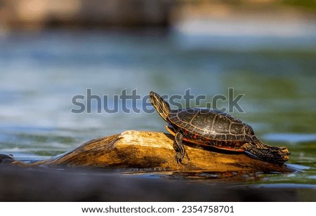 . Turtle on log in water. Turtle basks in the sun on a rock in the middle of the water. Little turtle in nature. Cute little turtle