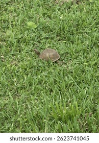 turtle on the move in the grass