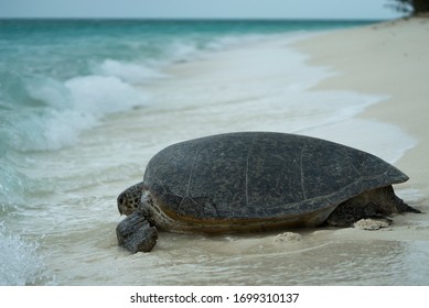 Turtle on sand digging nest