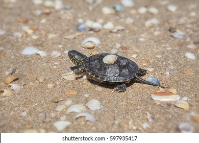 turtle on sandy beach