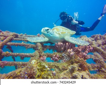 Turtle On Sipadan Island