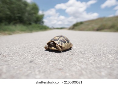 Turtle On The Street. Road Warrior. Close Up, Shop