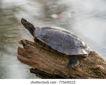 Turtle on Tree Branch over Lake