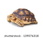  turtle on white background