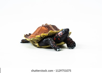 turtle on white background .