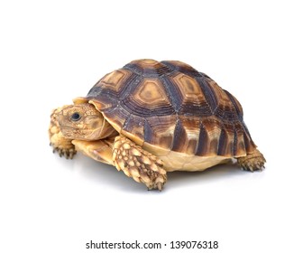  Turtle On White Background