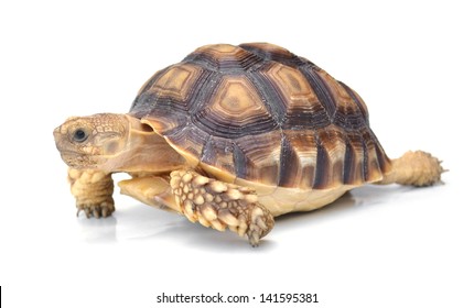  Turtle On White Background