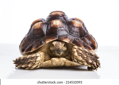 Turtle On White Background