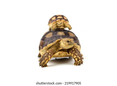 Turtle On White Background