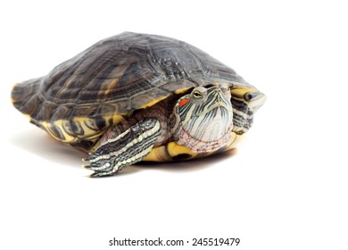 Turtle On A White Background