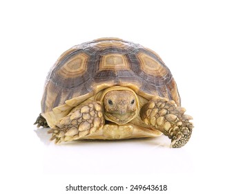 Turtle On White Background Stock Photo 249643618 | Shutterstock