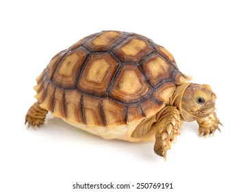 Turtle On White Background