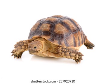 Turtle On White Background