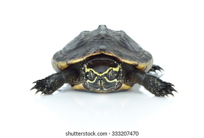 Rice Field Turtle Isolated On White Stock Photo (Edit Now) 1572884617