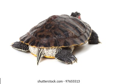 Turtle On White Background Stock Photo 97655513 | Shutterstock