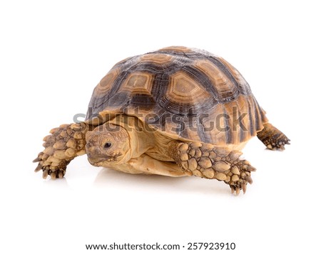 turtle on white background