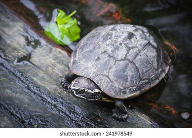 turtle on wood