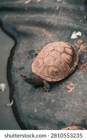 A turtle with a patterned shell and spotted limbs rests on a dark, wet rock near water in North Devon, Devon, United Kingdom.