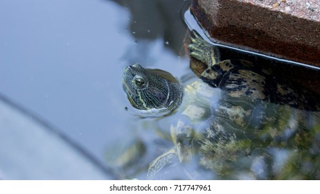 Turtle Peeking Up