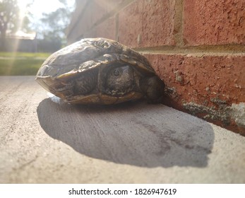 Turtle peeking out of shell