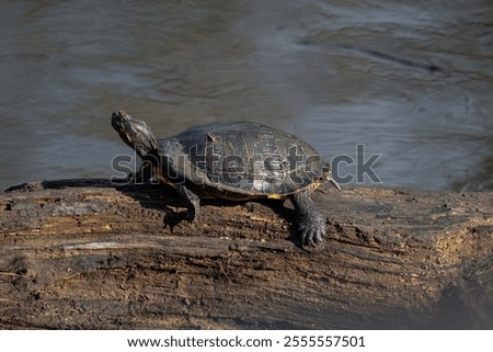 A turtle perching on mud