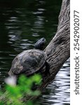 turtle perching on tree trunk in lake of forest park, selective focus