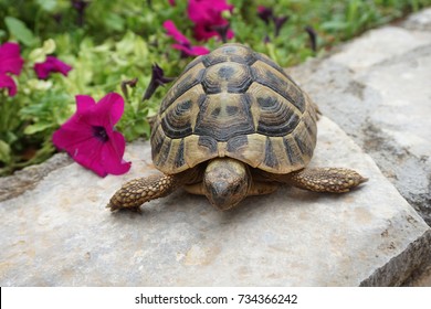 house turtle pet