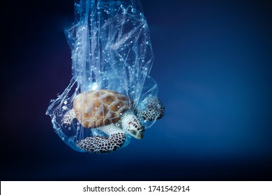 Turtle In Plastic Bag In Ocean. Platic Pollution Problem. World Oceans Day Concept. Environment Concept.