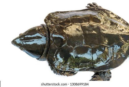Turtle Platysternon Megacephalum On White Backgroundis Stock Photo ...