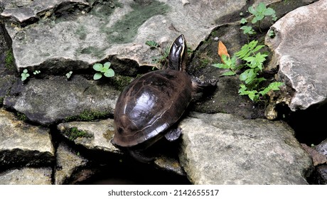 Turtle In The Pond For Animals And Marine Reptile Concept