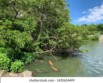 A Turtle Pond In Central Park, In New York City