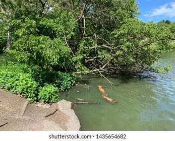 A Turtle Pond In Central Park, In New York City