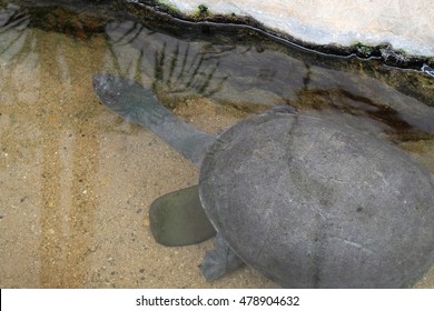 turtle in pool