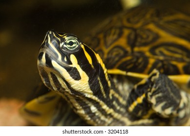 Turtle portrait - Powered by Shutterstock - Get 15% off with code: PIKWIZARD15