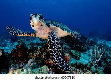 Turtle Pose 